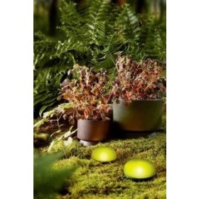 Rosendahl Soft Spot LED 9 cm olivgrün